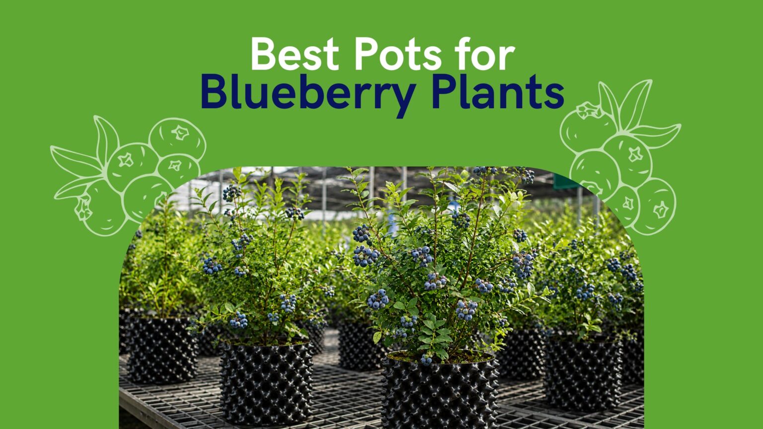 Pots for Blueberry Plants