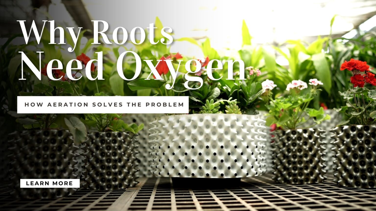 aeration pots - why roots needs oxygen?