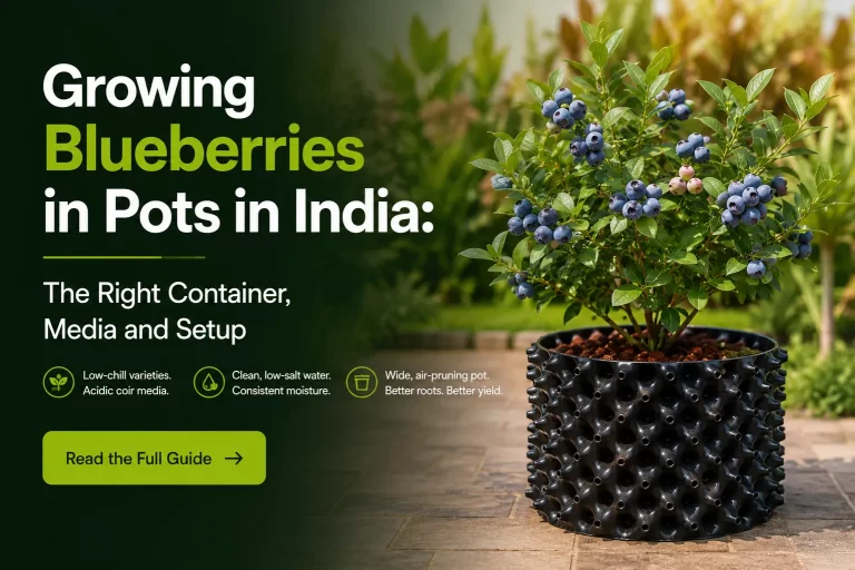 pots for blueberry plants