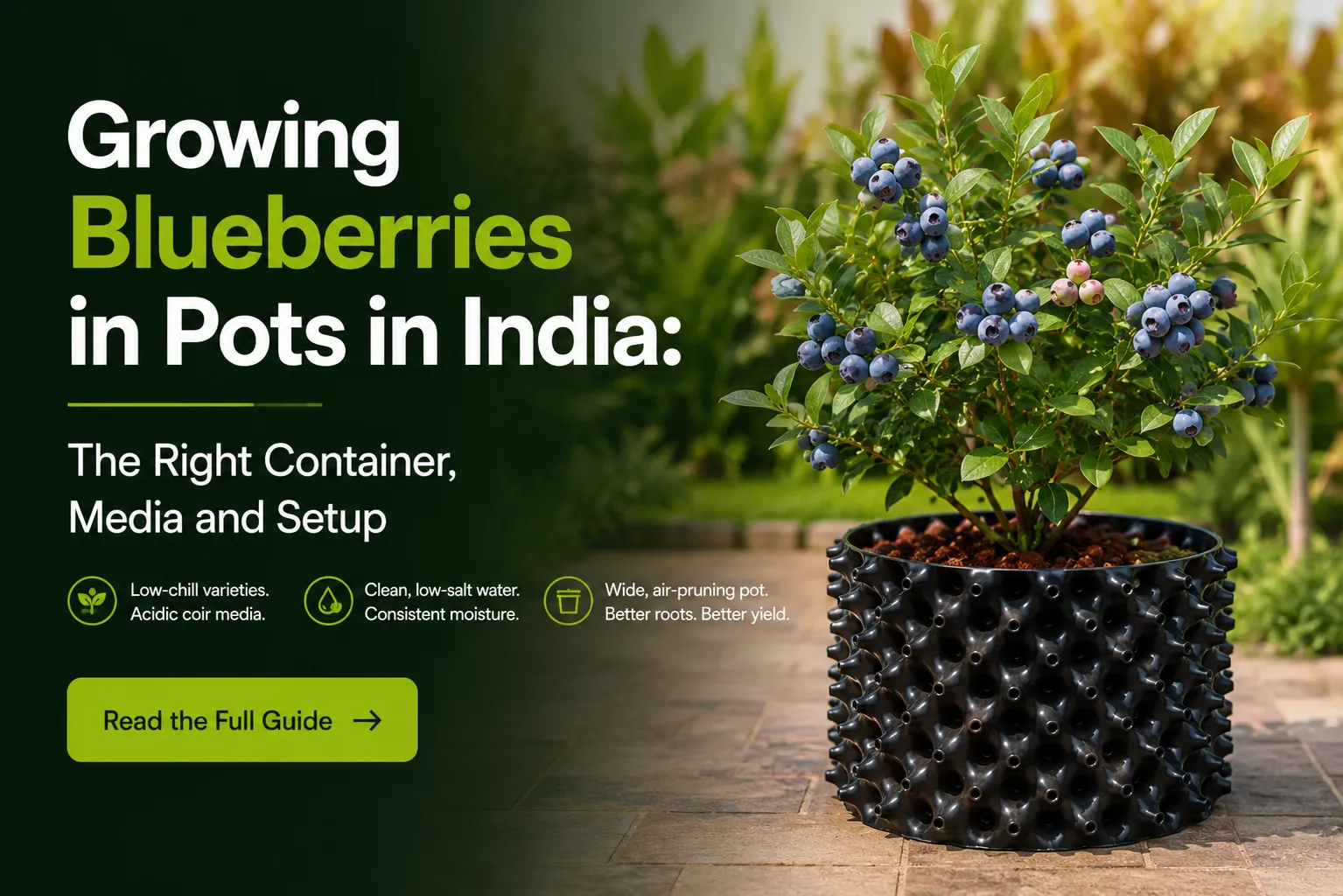 Growing Blueberries in Pots in India: The Right Container, Media and Setup 2 pots for blueberry plants