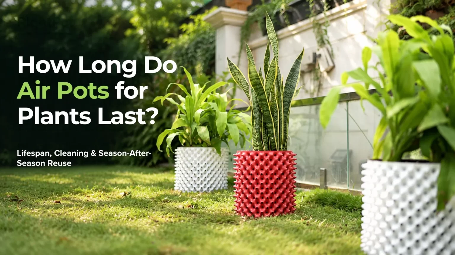 How Long Do Air Pots for Plants Last? Lifespan, Cleaning and Season-After-Season Reuse 2 Air Pots for Plants