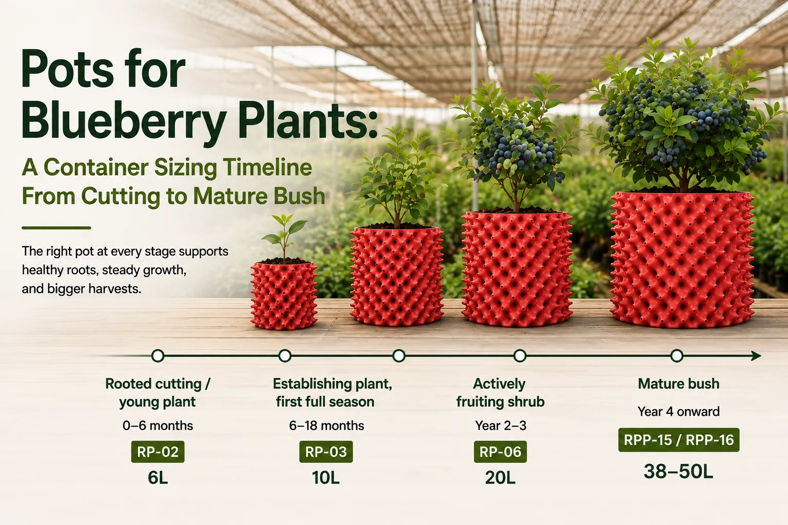 Pots for Blueberry Plants: A Container Sizing Timeline From Cutting to Mature Bush 2 Pots for Blueberry Plants